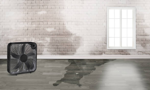 Best Ceiling water damage repair  in Rincon Valley, AZ