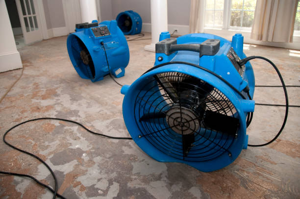 Best Flood damage cleanup  in Rincon Valley, AZ